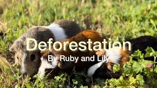 Deforestation Project by Ruby Siagian and Lily Castro and their Pigs