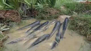 Catching  fish trap// primitive  technology