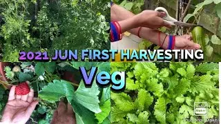 Shokher Bagan&mdash;2021 Jun My garden vegetables First Harvesting &mdash;Uk Kent Farhana&rsquo;s Home