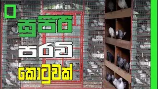 ලක්ෂ ගානක් වටින පරවි ඉන්න සුපිරි කොටුවක් | Pigeons in sri lanka | SL Animals