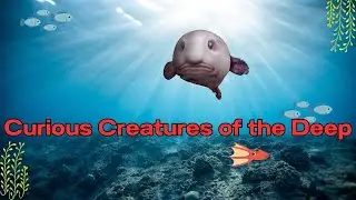 Curious Creatures of the Deep: Exploring the Abyssal Zone