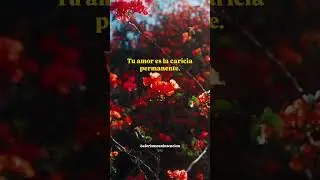 La caricia #poesia #poetry