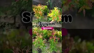 SijiyamFollow&nbsp;@jahids_tale&nbsp;...#jahidstale #Sijiyam #Siziamplant #sale #buynow #gardening #viral #pla