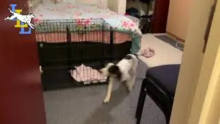 Cocker Spaniel Puppy - Scent Training - Flat Search