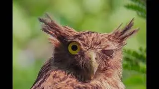 BIRDS 2022 #bird #birds #wildlifephotography #earlybird #birdwatching #bangladesh #RSChowdhury