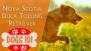 Dogs 101 - NOVA SCOTIA DUCK TOLLING RETRIEVER - Top Dog Facts About the NOVA SCOTIA RETRIEVER