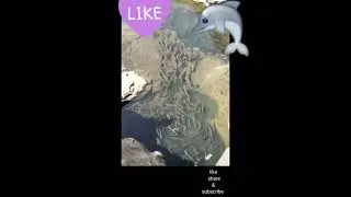 #Tilsa#Goddess fish#fish#youtubeshorts#harharmahadev🙏🏻#omnamahshivaya