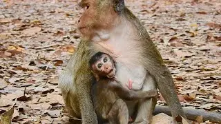 Baby Monkey Mia Fast Growing, Born In Good Time No One Kidnapping Her