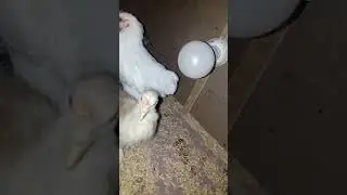 WOW !!! Chicken Coop House At Home simple chick brooder  #mspoultres #ideawithshahbaz #idws