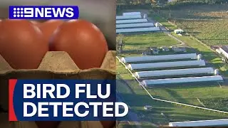 Bird flu detected at Sydney egg farm | 9 News Australia