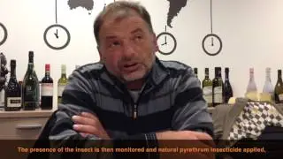 Organic Prosecco Production Paolo De Stefani EN