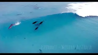 Esperance's amazing surfing dolphins!