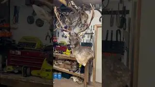 Fallow Deer Taxidermy - { Start of A Journey } #shorts #taxidermy #deer #fallow #antlers #fallow