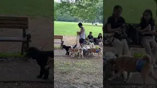 Dogs party at park in Tokyo Japan