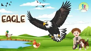 Eagle | Birds Educational video | for kids