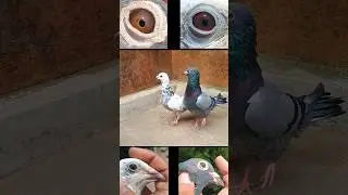 Top quality high flying pigeon #trending #shorts #andhrapigeon