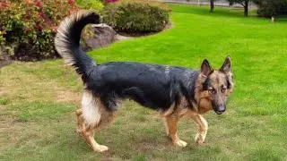 Largest German Shefered Female 32