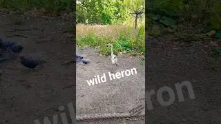 Heron and the pigeons wild birds nature video