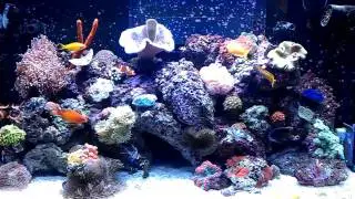 My red sea max after 4 months