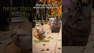 CAT MEMES 🐱 When your bro saved your life with his.... #catmemes #shorts