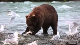 Brown Bear Eating Fish at McNeil River Alaska