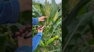 Cut Corn Tops After Pollination to Control Pests and Diseases #farmingtech @RomFarm