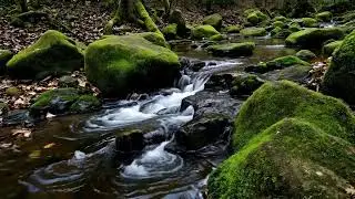 Live River Sounds for Deep Sleep, Focus & Relaxation | No Talking Nature ASMR