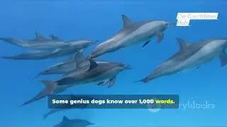 Top 10 Smartest Animals On Earth You Won&rsquo;t Believe