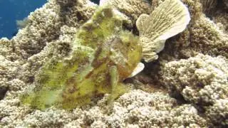 Leaf Scorpionfish, Taenianotus triacanthus