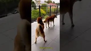#funny #animals  #pets #shorts #petsfriendships