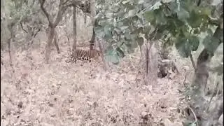 tiger sighting@narnala wildlife sanctuary melghat😍🐯🐅🐾@rohantravelstories @FactsPhylum#savetiger