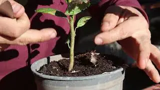 Injerto chojubai 