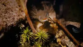 Marble Salamander larva predation behavior