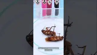 Say Goodbye to Cockroaches: 4 DIY Methods That Really Work! #CockroachControl,#DIYPestControl