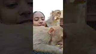 Live 02/02/26 शाम वानर सेना प्रसादी-2 #monkey #shortvideo #video #animals #happy #love #
