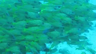 Snapper School