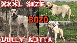XXL Size Huge Bully Kutta