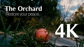 The Orchard | Restore Your Peace in 4K | SONY FX6