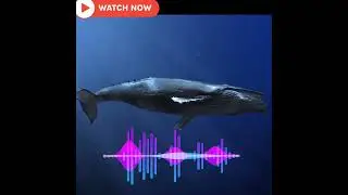 blue whale #shorts #youtubeshorts #hindifacts #facts