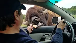 Olympic Game Farm, Sequim, WA / Family friendly drive-through wildlife experience