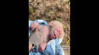 skinny little baby monkey