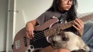Pink Floyd - Breathe bass cover + cat