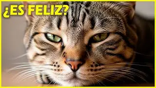 La verdad sobre la felicidad de los gatos (no es lo que crees)