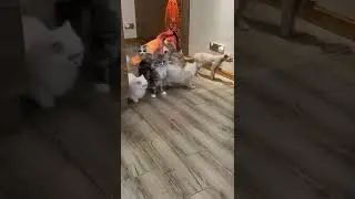 Cats v/s invisible film funny😸😸