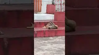 Monkey mother thinks that big baby monkey annoying her tiny baby.#shorts #love all beings