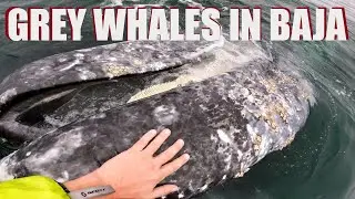TOUCHING GREY WHALES IN GUERRERO NEGRO, BAJA, MEXICO
