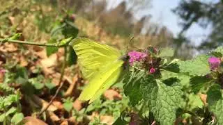 Flutterby Butterfly