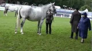 Dublin Horse Show RID 5 year and Over Mare Class RDS 2012