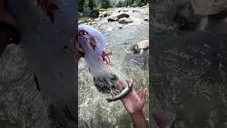 Fishing under broken bridge in beautiful mountain river #castnetfishing #netfishing #shorts