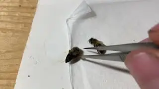 Testing my Equipment for Nosema and Amoeba